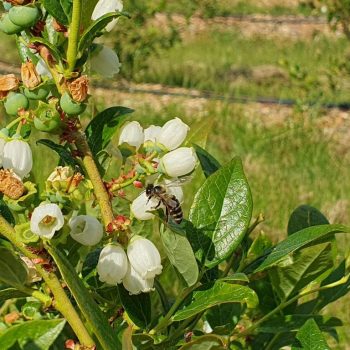 Wackerl_Beeren_Strauch_Biene