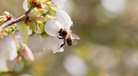 Honey bee polinating blueberry flowers on soft fruit plantation. Insects are a key part in human food production. Detail of a honeybee on white blossom of vaccinium corymbosum.